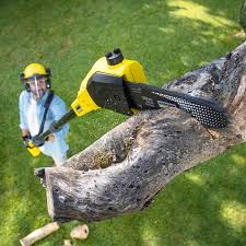 Trusted Miamitown, OH Tree Removal Experts